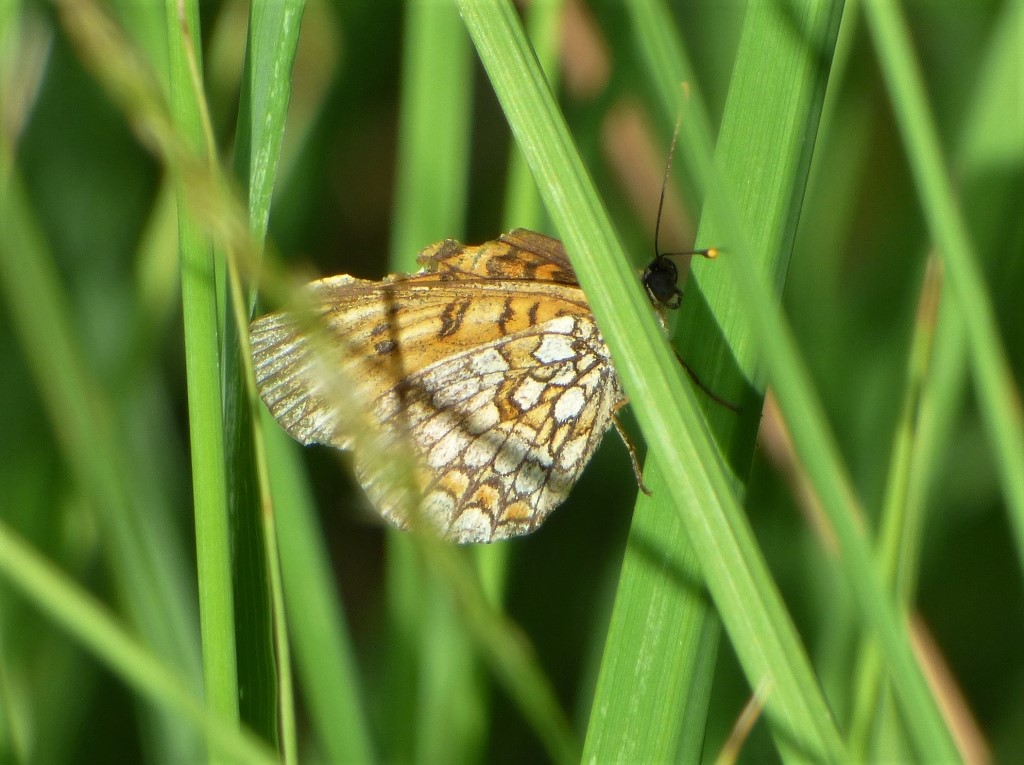 Melitaea nevadensis?  S !